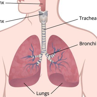 Respiratory & Endocrine Practical 🫁 🧬 2024/23
