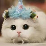 Стикеры с котиками