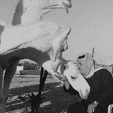المغاتير .