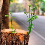بهار دلکش قلعه نو خرقان