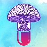 قارچ دارویی سیلوسایبین مجیک ماشروم