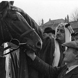 حب الخيل🐎