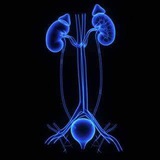 UROLOGY MCQs