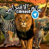 Картинка канала