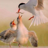 Картинка канала