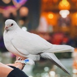 Картинка канала