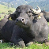 Картинка канала